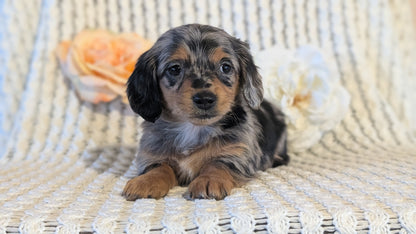 MINI DACHSHUND (JAN 01) FEMALES