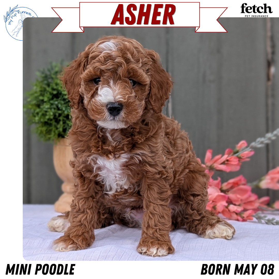 MINI POODLE (MAY 08) MALES