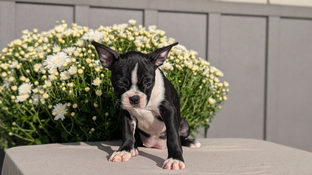 BOSTON TERRIER (JUL 11) 4 FEMALES/4 MALES
