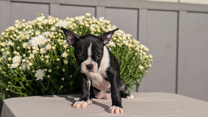 BOSTON TERRIER (JUL 11) 4 FEMALES/4 MALES