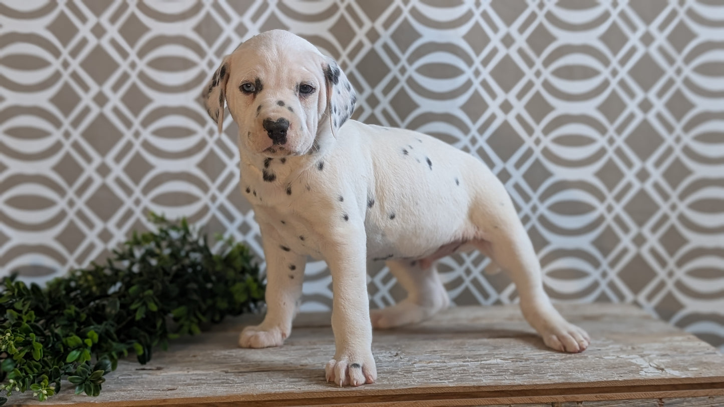 DALMATIAN (FEB 06) MALES