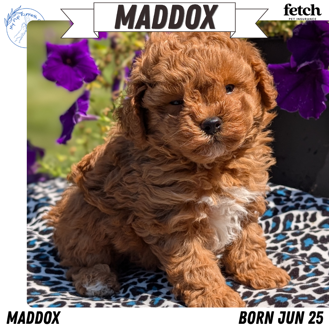 TOY POODLE (JUN 25) MALES