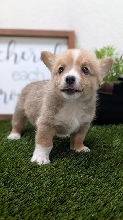 CORGI (07/10) MALE