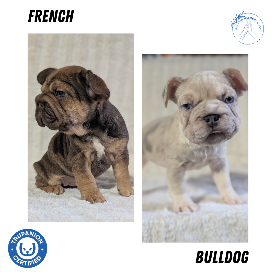FRENCH BULLDOG (OCT 08) FEMALES