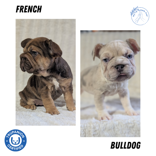 FRENCH BULLDOG (OCT 08) FEMALES