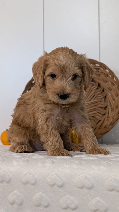 SCHNOODLE (SEP 03) 4 FEMALES/3 MALES