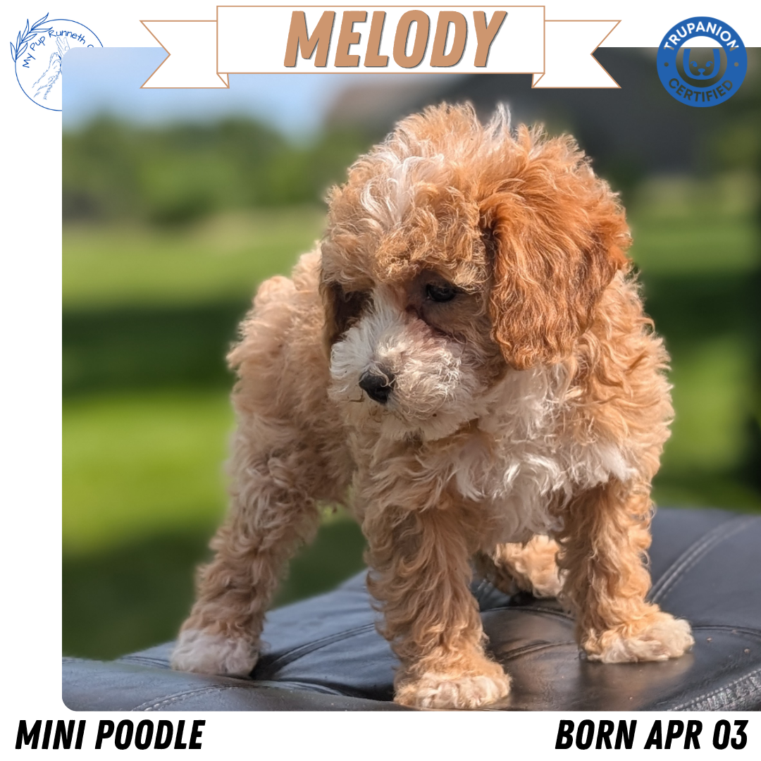 MINI POODLE (APR 03) FEMALES