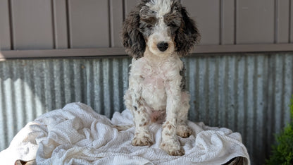 COCKAPOO (MAY 22) MALES