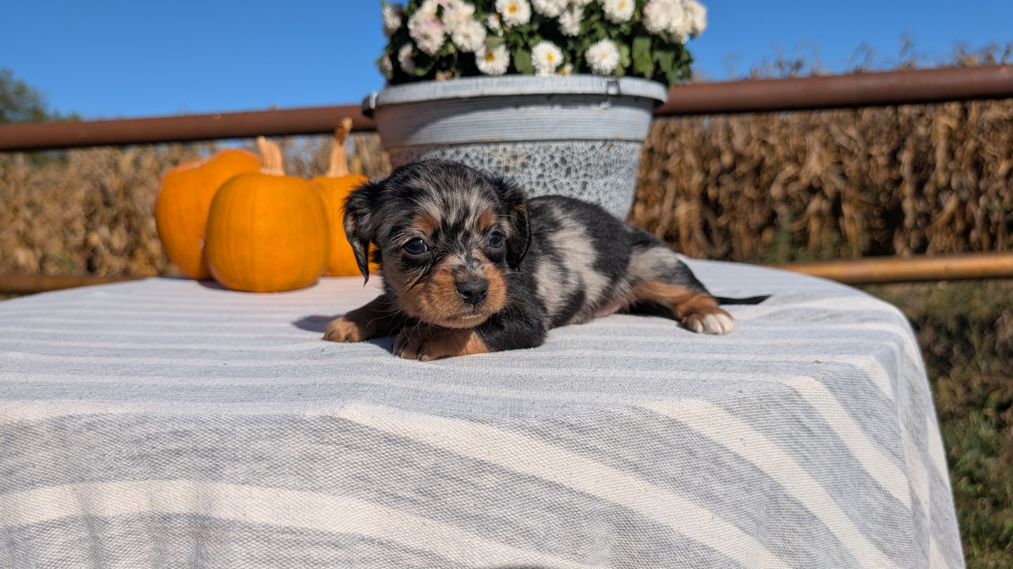 MINI DACHSHUND (09/01) FEMALE