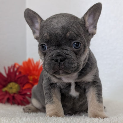 FRENCH BULLDOG (FEB 21) MALES