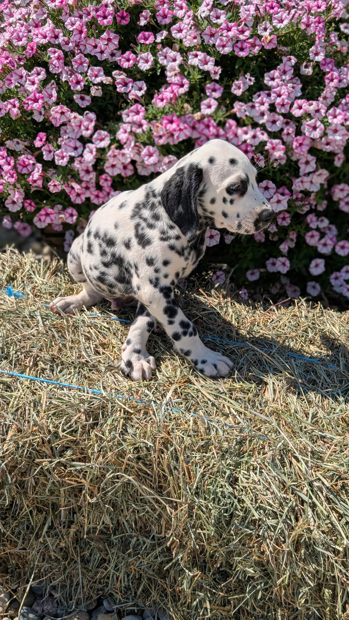 DALMATIAN (JUN 29) MALES