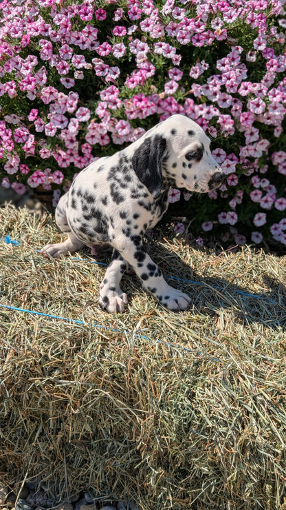 DALMATIAN (JUN 29) MALES