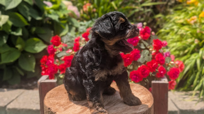 YORKIPOO (MAY 26) MALES