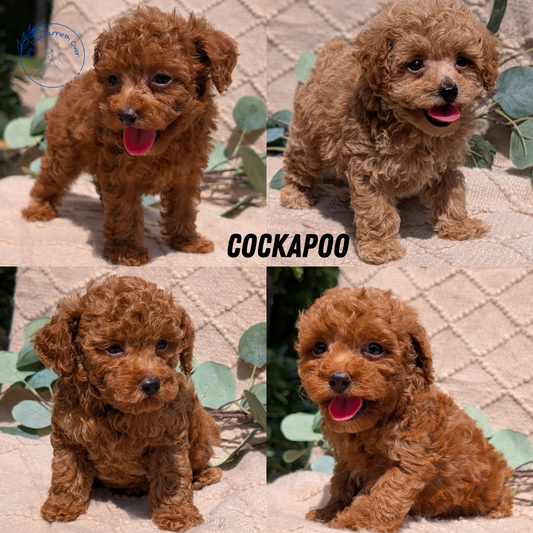 COCKAPOO (05/31) FEMALE