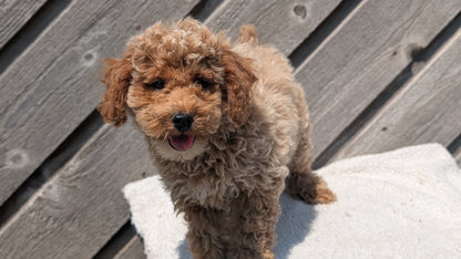 MINI POODLE (MAY 12) MALES