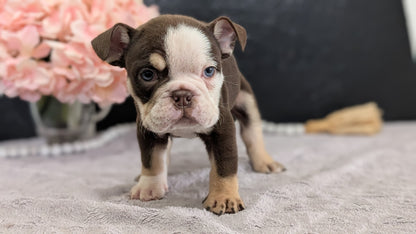 ENGLISH BULLDOG (FEB 09) MALES