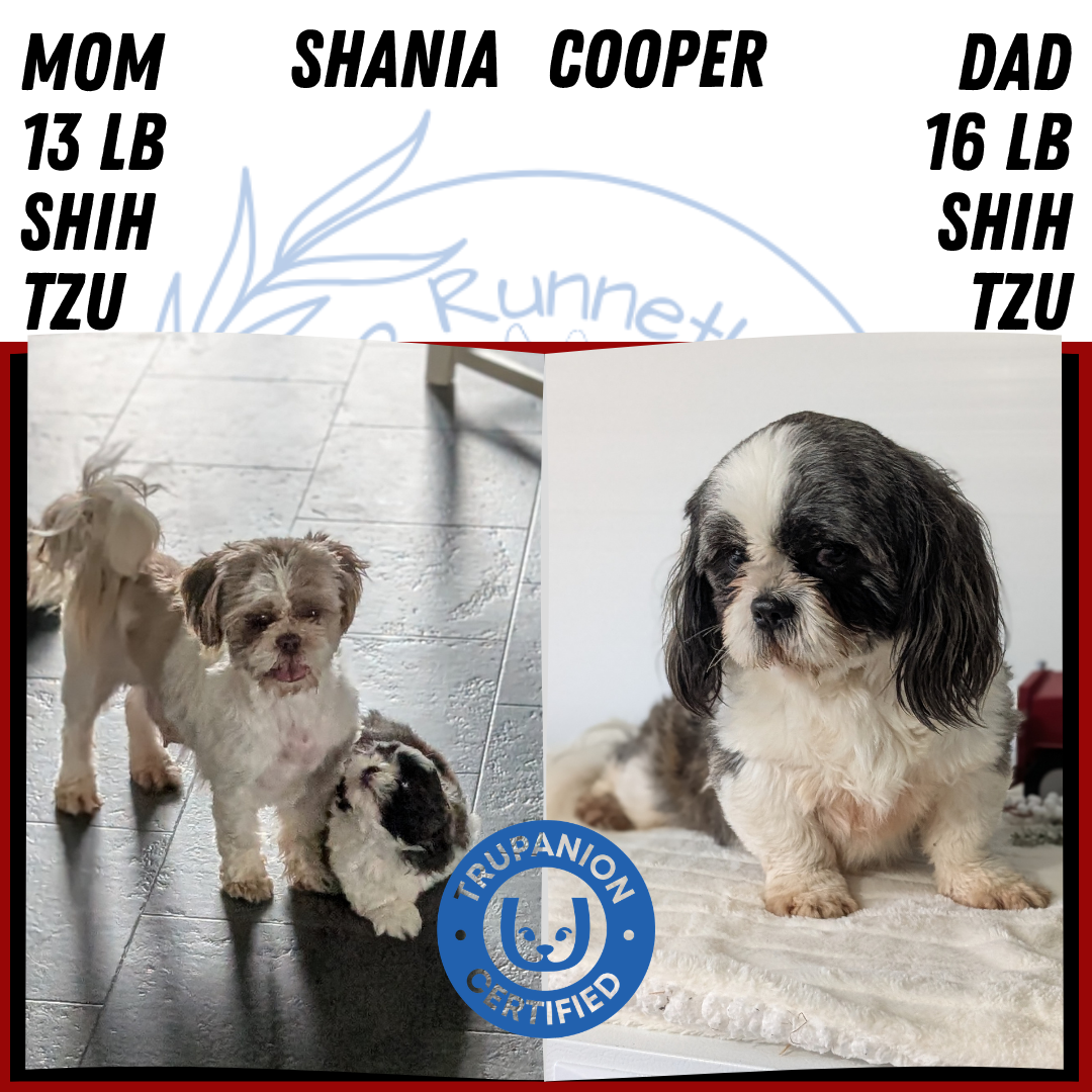 SHIH TZU (FEB 10) FEMALES