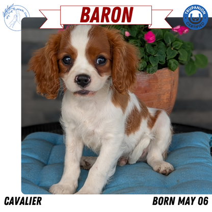 CAVALIER (05/06) MALE