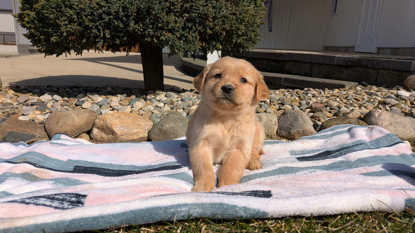 GOLDEN RETRIEVER (02/01) FEMALE