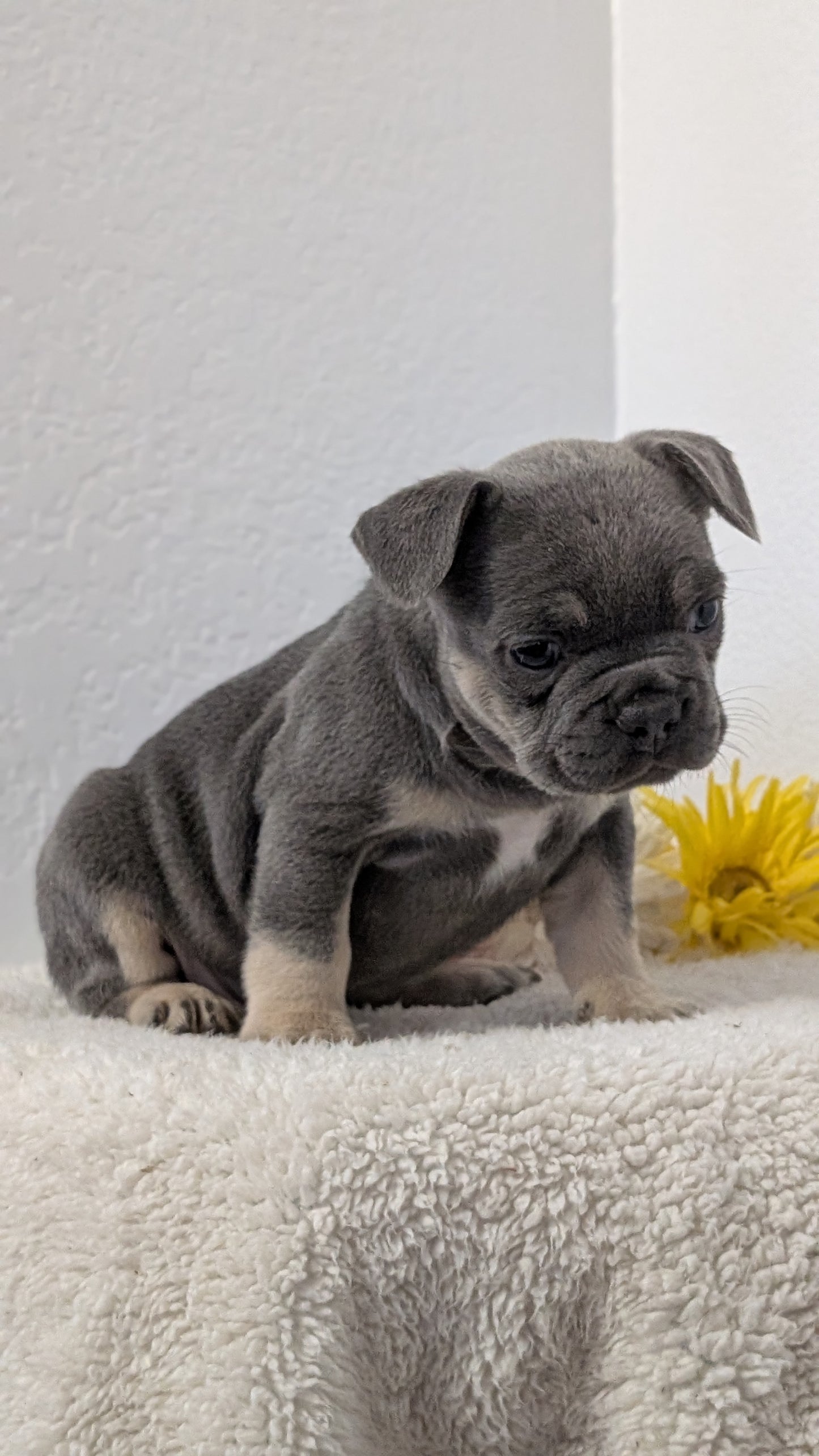 FRENCH BULLDOG (FEB 21) MALES