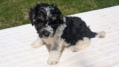MINI BERNEDOODLE (02/09) MALE