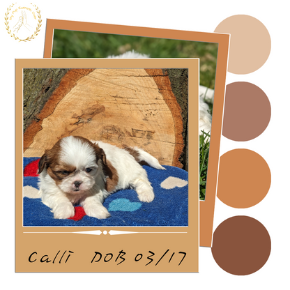 SHIH TZU (03/17) FEMALE