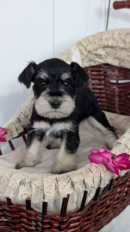 MINI SCHNAUZER (JAN 10) MALES