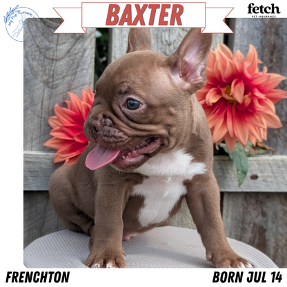 FRENCHTON (JUL 14) 2 MALES/1 FEMALE
