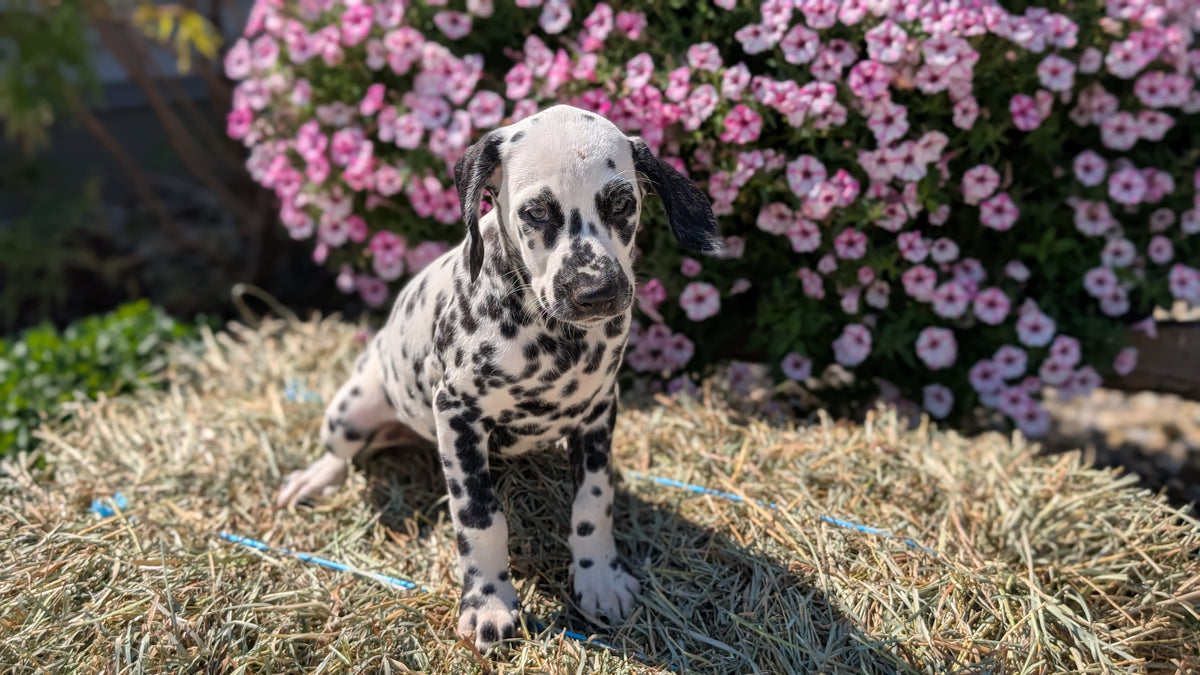 DALMATIAN (JUN 29) FEMALES