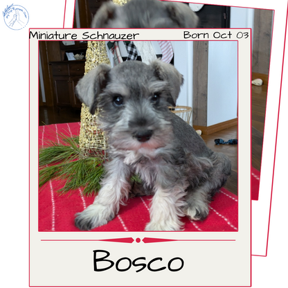 MINI SCHNAUZER (10/03) MALE