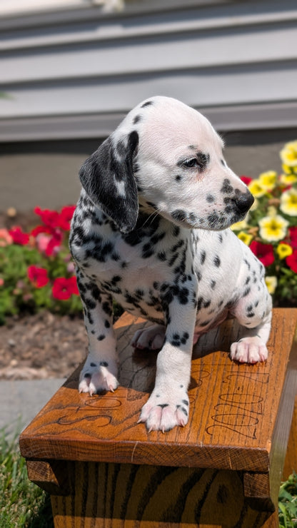 DALMATIAN (JUN 29) MALES