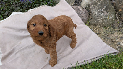IRISH DOODLE (03/27) FEMALE