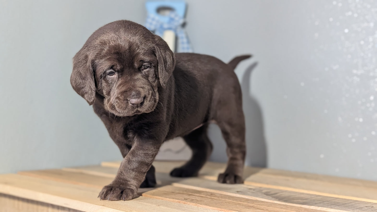 LABRADOR RETRIEVER (JAN 18) FEMALES