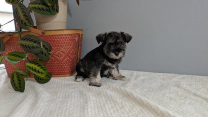 MINI SCHNAUZER (01/08) FEMALE