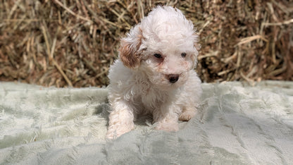 MINI POODLE (03/18) MALE