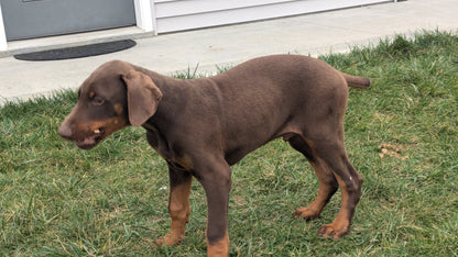 DOBERMAN PINSCHER (08/11) MALE
