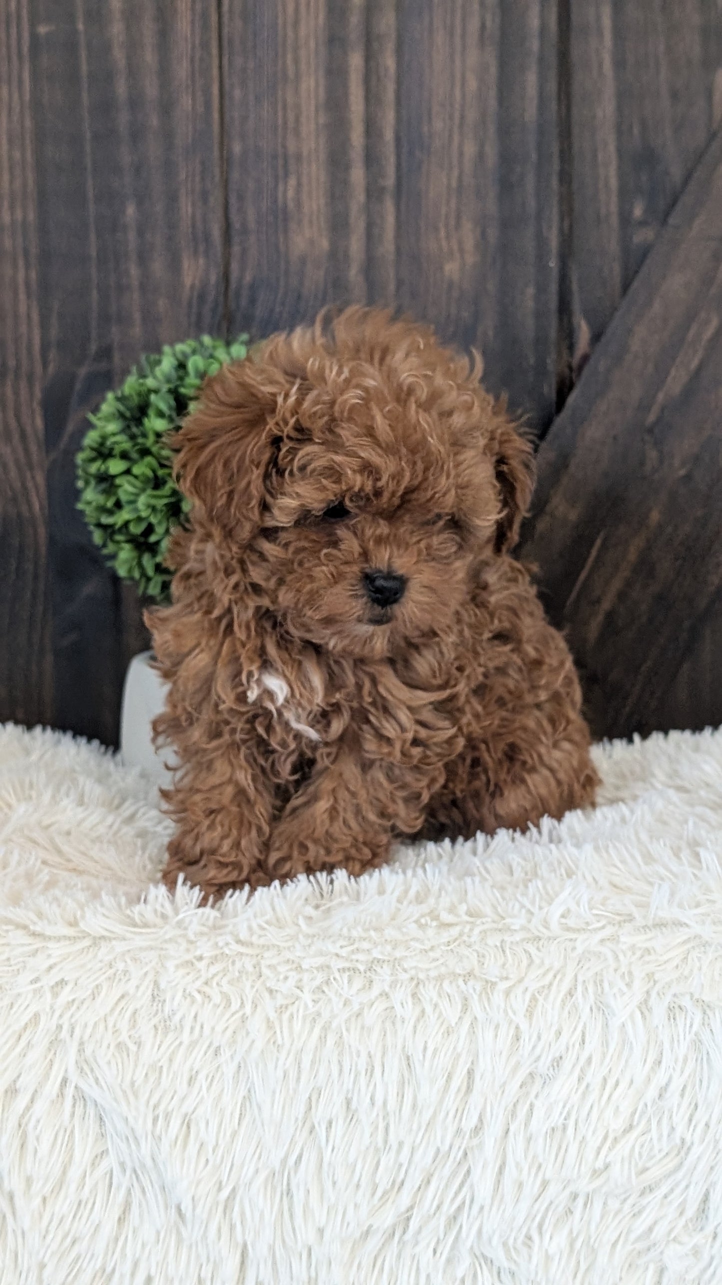 TOY POODLE (DEC 25) FEMALE