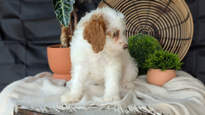 COCKAPOO (MAY 22) FEMALES