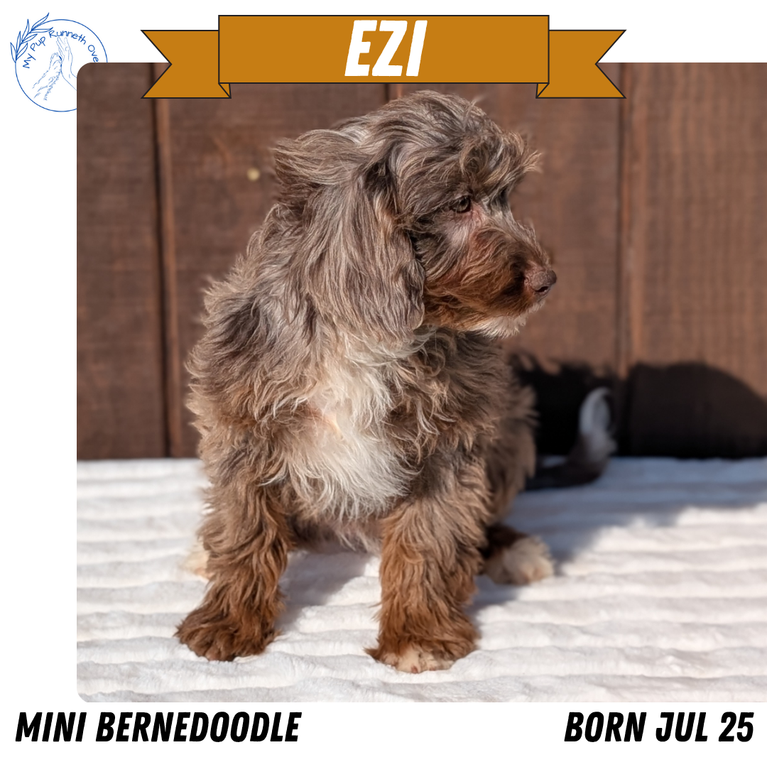 MINI BERNEDOODLE (07/25) FEMALE