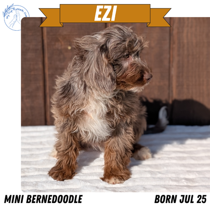 MINI BERNEDOODLE (07/25) FEMALE