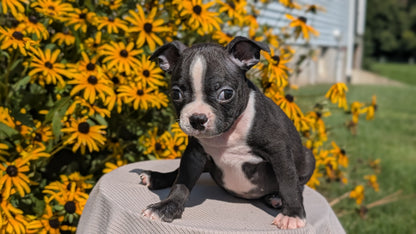 BOSTON TERRIER (JUL 11) 4 FEMALES/4 MALES