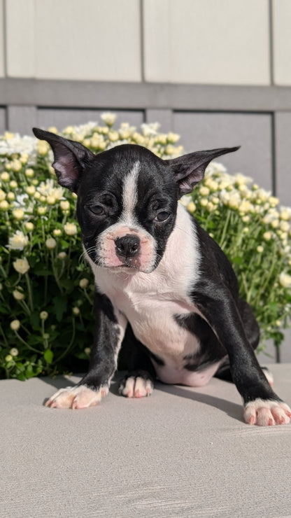 BOSTON TERRIER (JUL 11) 4 FEMALES/4 MALES