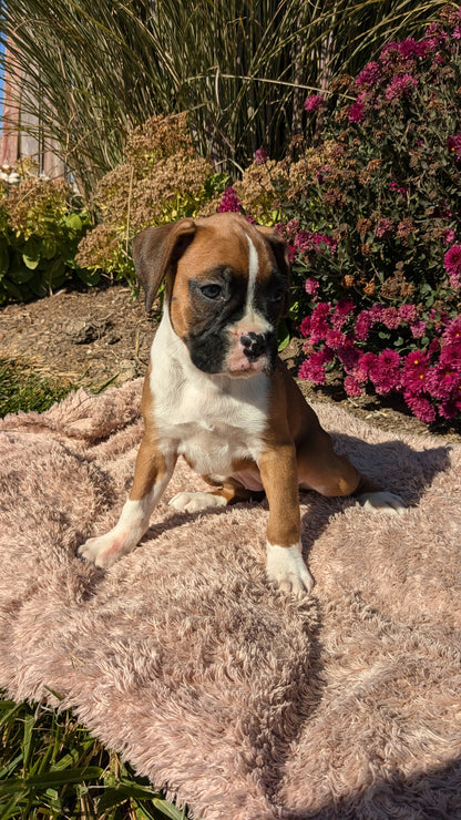 BOXER (09/08) FEMALE