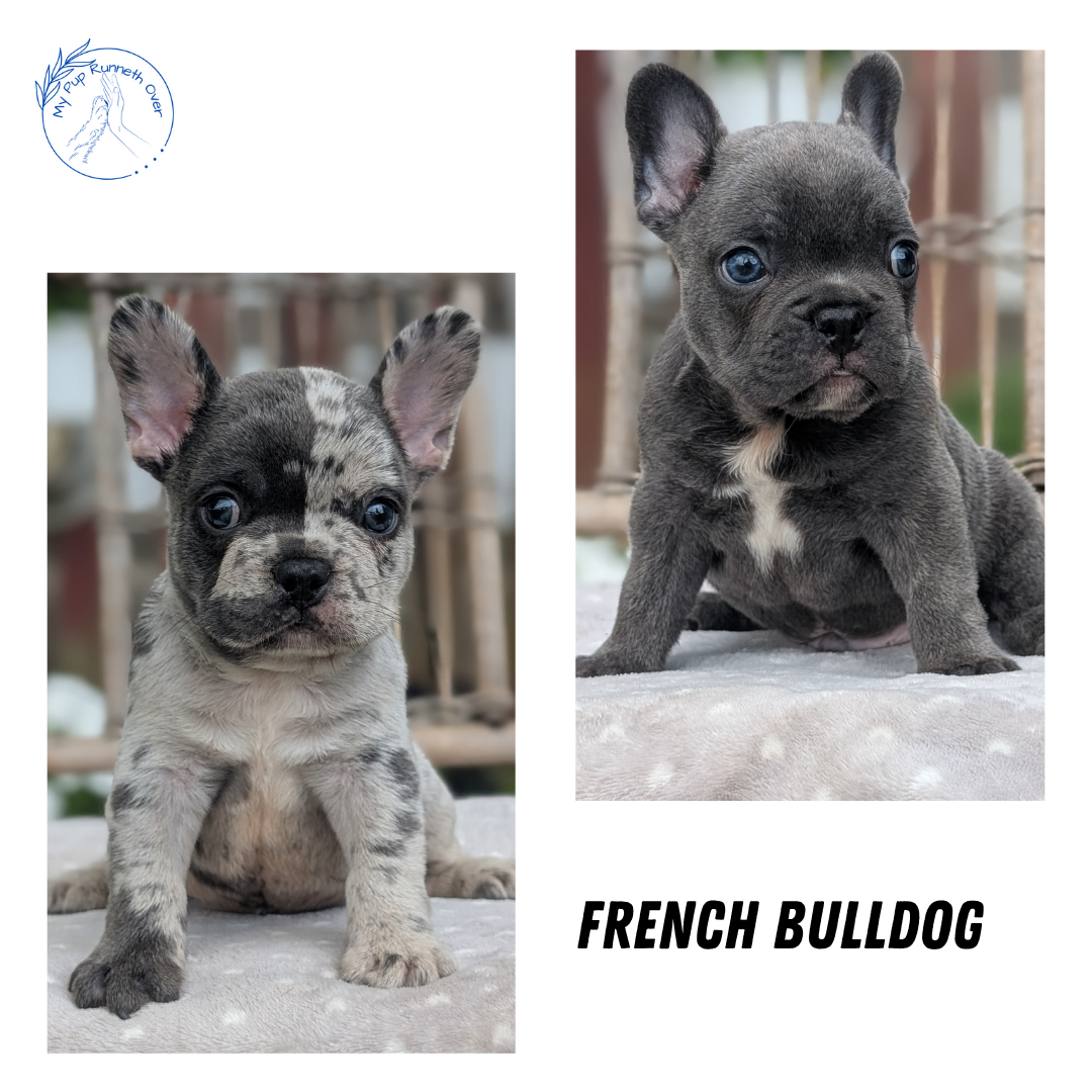 FRENCH BULLDOG (05/20) MALE
