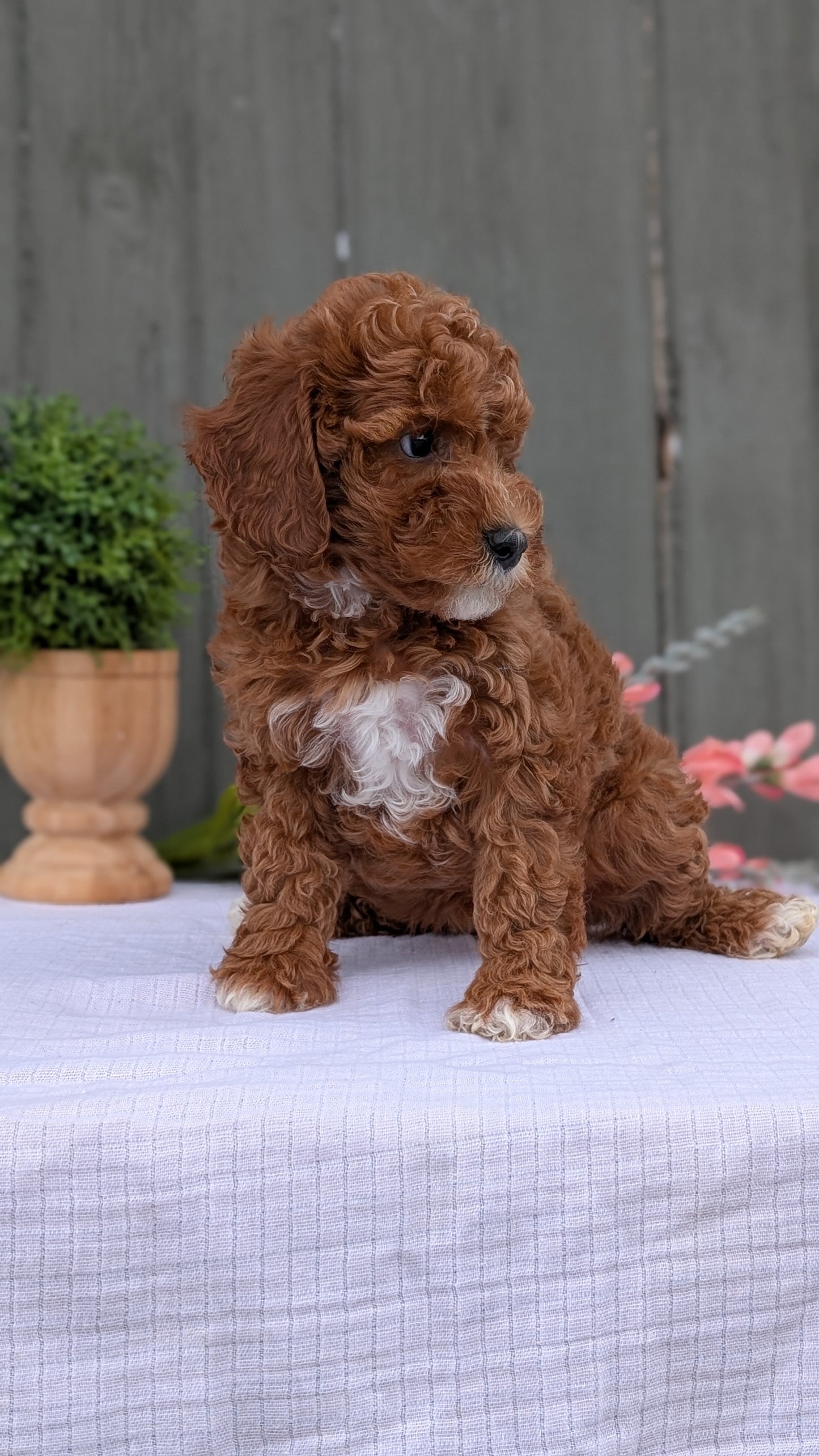 MINI POODLE (MAY 08) FEMALE