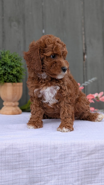MINI POODLE (MAY 08) FEMALE