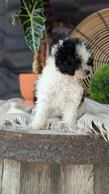 COCKAPOO (MAY 22) FEMALES