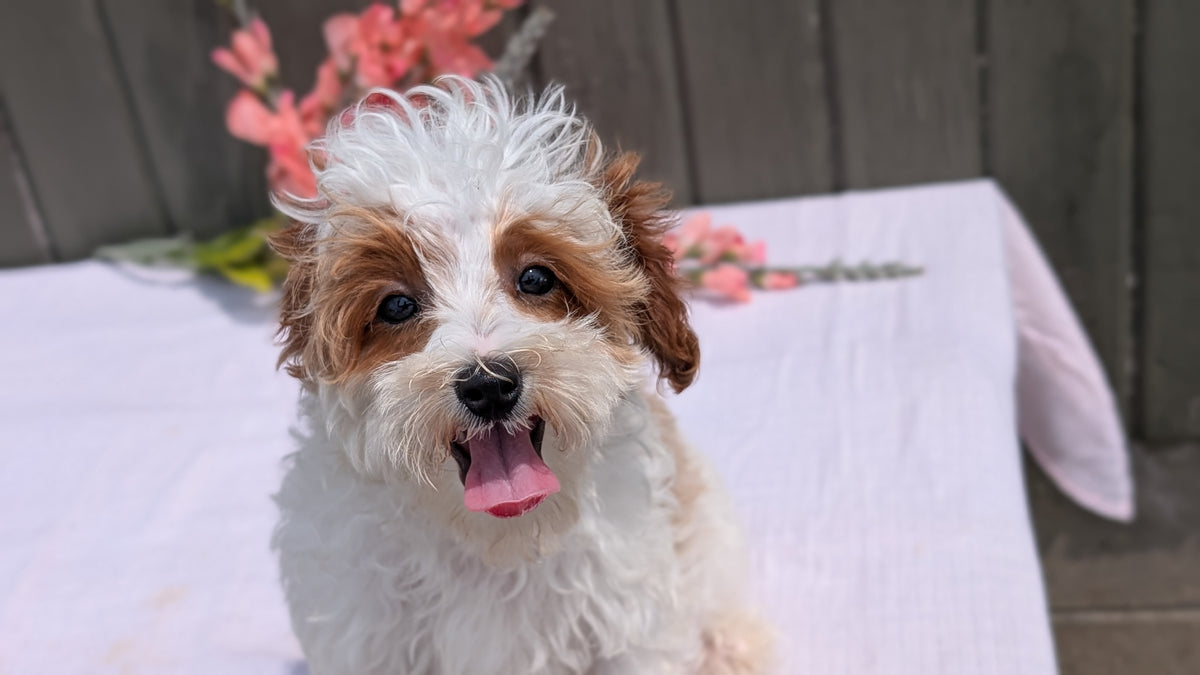 CAVAPOO (MAY 09) FEMALE
