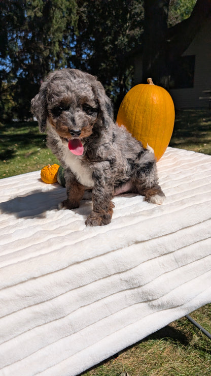 MINI BERNEDOODLE (07/25) MALE