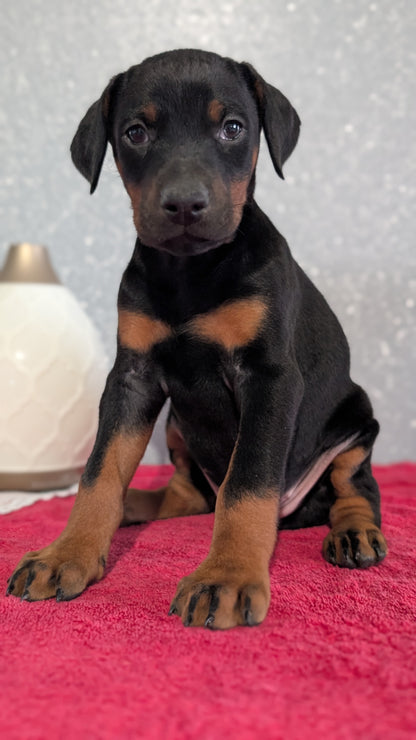DOBERMAN PINSCHER (OCT 17) FEMALES